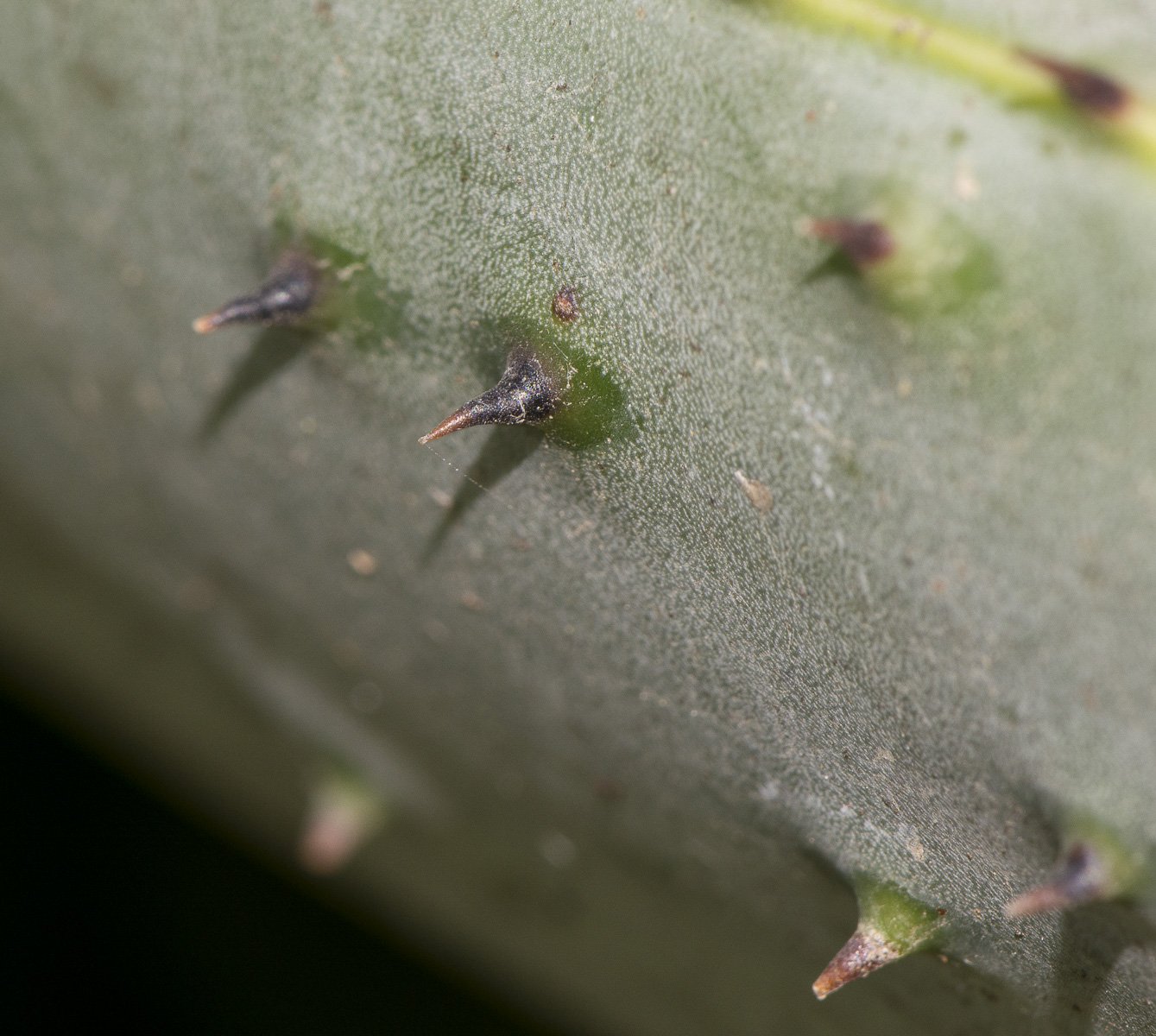 Изображение особи Aloe marlothii.