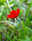 Anemone coronaria