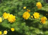 Kerria japonica разновидность pleniflora. Ветвь с цветками махровой формы. Северная Осетия, Владикавказ, озеленение в парке. 06.05.2010.