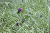 Trifolium alpestre