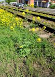 Brassica campestris