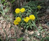 Alyssum trichostachyum. Верхушки цветущих растений. Грузия, Боржоми-Харагаульский национальный парк, маршрут №3, выс. ок. 1100 м н.у.м, хвойный лес состоящий в основном из ели восточной. 25.05.2018.