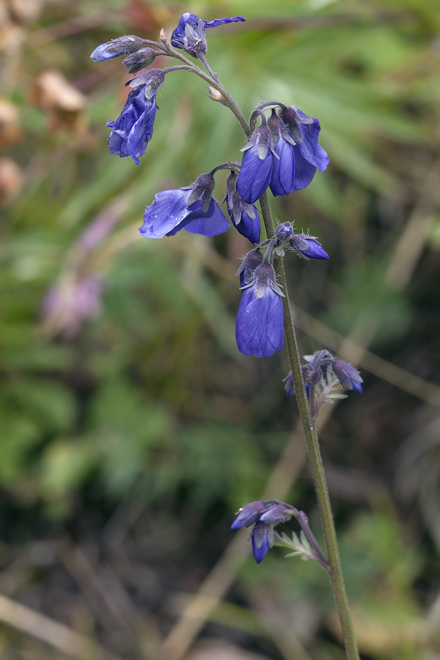 Изображение особи Polemonium caeruleum.