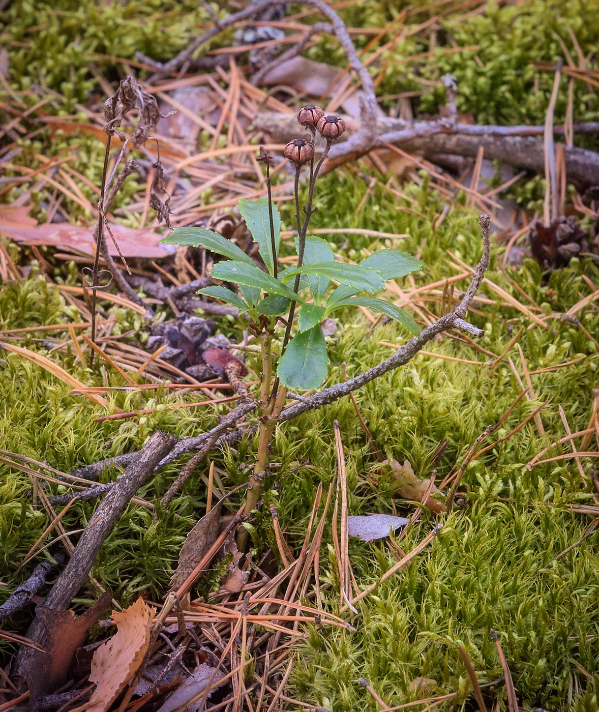 Изображение особи Chimaphila umbellata.