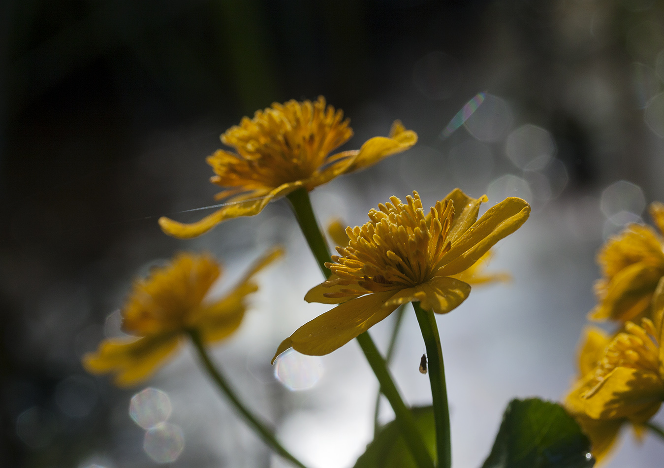 Изображение особи Caltha palustris.