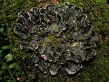 Peltigera collina