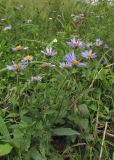 Aster maackii