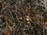 Rosa cinnamomea. Побег с почками и галлами. Пермский край, Лысьвинский р-н, подножие каменя Ростун. 02.05.2019.