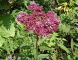 Eupatorium glehnii