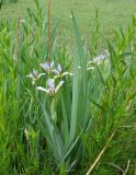 Iris sogdiana