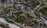 Polytrichum piliferum