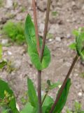 Brassica campestris. Средняя часть растения. Магаданская обл., Ольский р-н, Ольское шоссе, заброшенное поле. 06.08.2017.