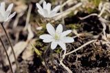 Hepatica asiatica