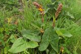 Ligularia subsagittata