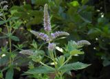 Mentha longifolia. Верхушка цветущего побега. Республика Адыгея, Майкопский р-н, ок. 4,5 км к северу от с. Хамышки, Гранитный каньон р. Белая, устье руч. Сашкова, под мостом на валунах берегоукрепления. 31.07.2022.