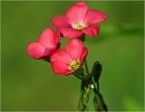 Oxalis tetraphylla