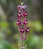 Scutellaria подвид elatior