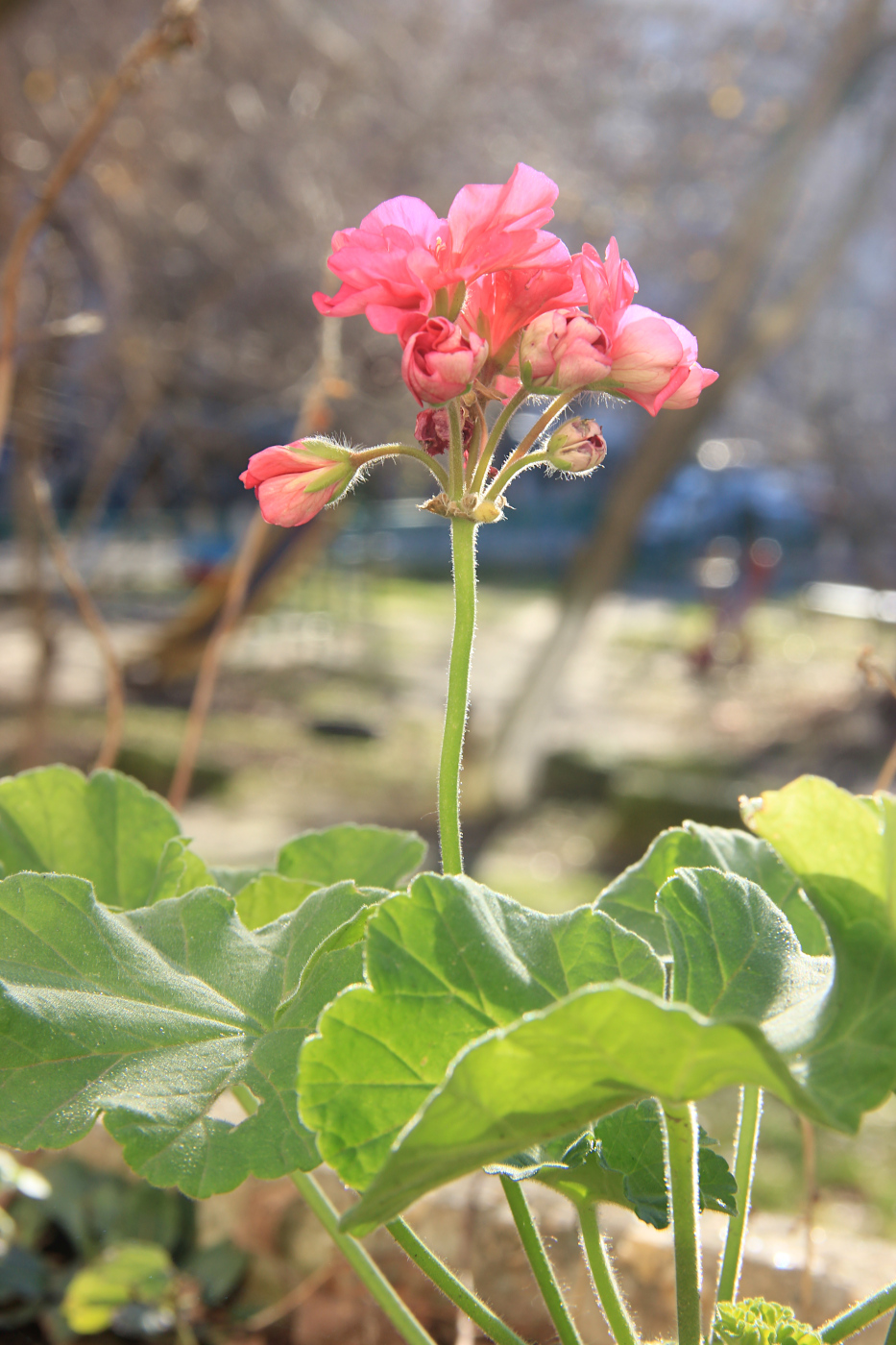 Изображение особи Pelargonium hortorum.