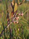 Chamaedaphne calyculata. Часть веточки с незрелыми плодами. Магаданская обл., г. Магадан, окр. мкр-на Автодром, выположенный склон сопки, увлажненный участок. 13.08.2023.