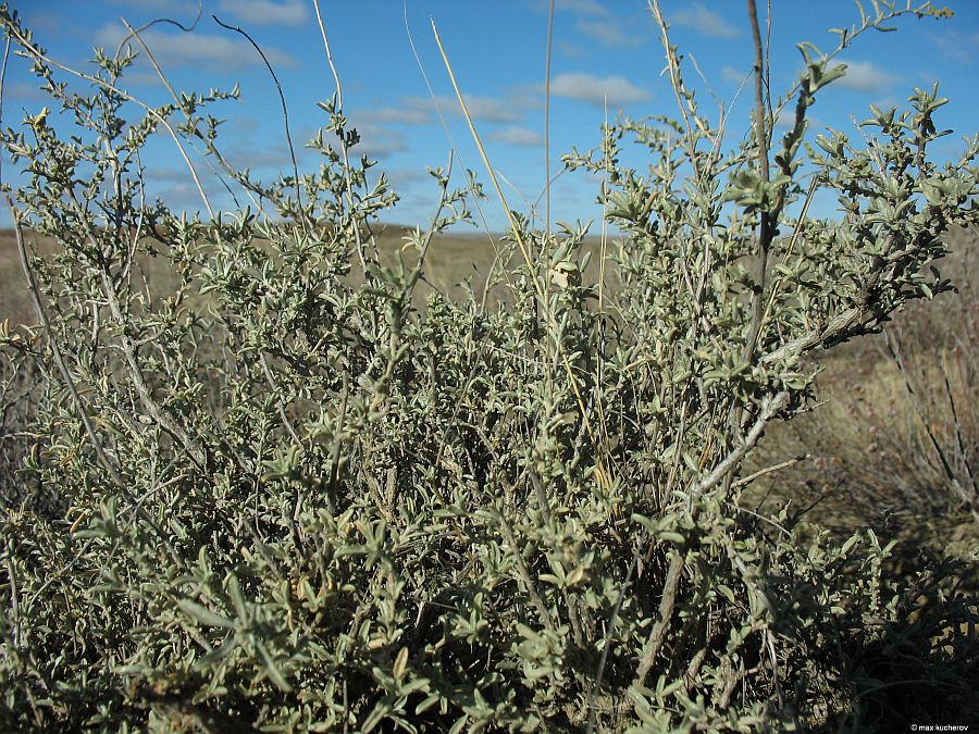 Image of Atriplex cana specimen.