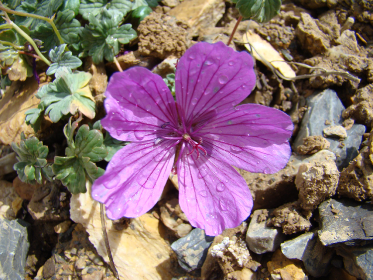 Изображение особи Geranium sophiae.