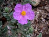 Cistus albidus