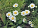 Erigeron strigosus