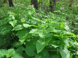 Lunaria rediviva