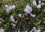 Astragalus levieri. Цветущее растение. Карачаево-Черкесия, Домбай, гора Мусса-Ачитара, ≈ 3100 м н.у.м. 19.07.2012.