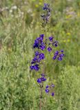 Delphinium dictyocarpum