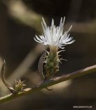 Centaurea aemulans