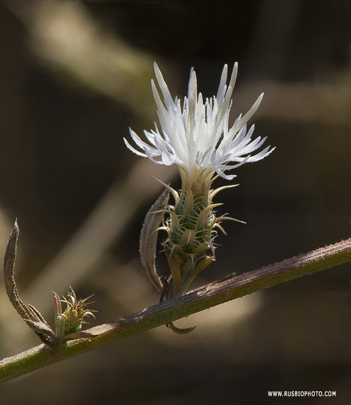 Изображение особи Centaurea aemulans.