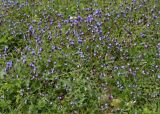 Anchusa cretica