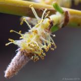 Salix × sepulcralis