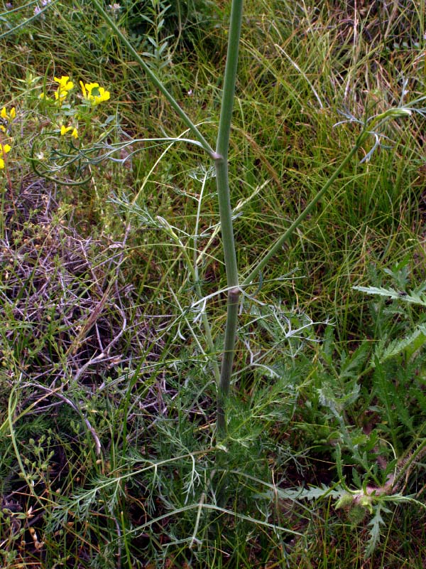 Image of Elaeosticta allioides specimen.