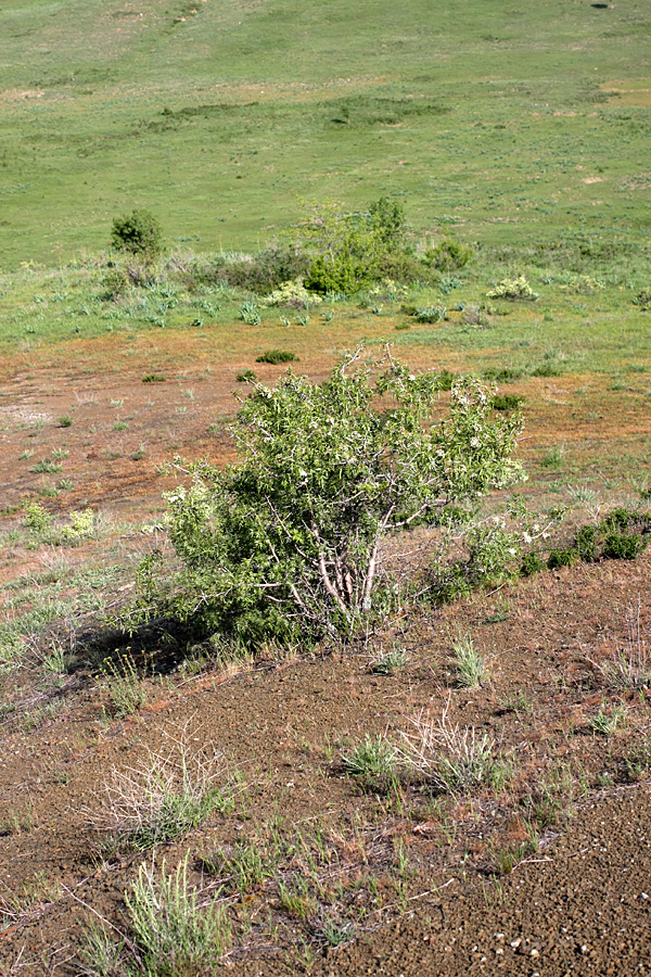 Image of Pyrus regelii specimen.