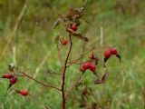 Rosa pratorum