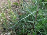 Artemisia campestris