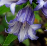 Gentiana asclepiadea