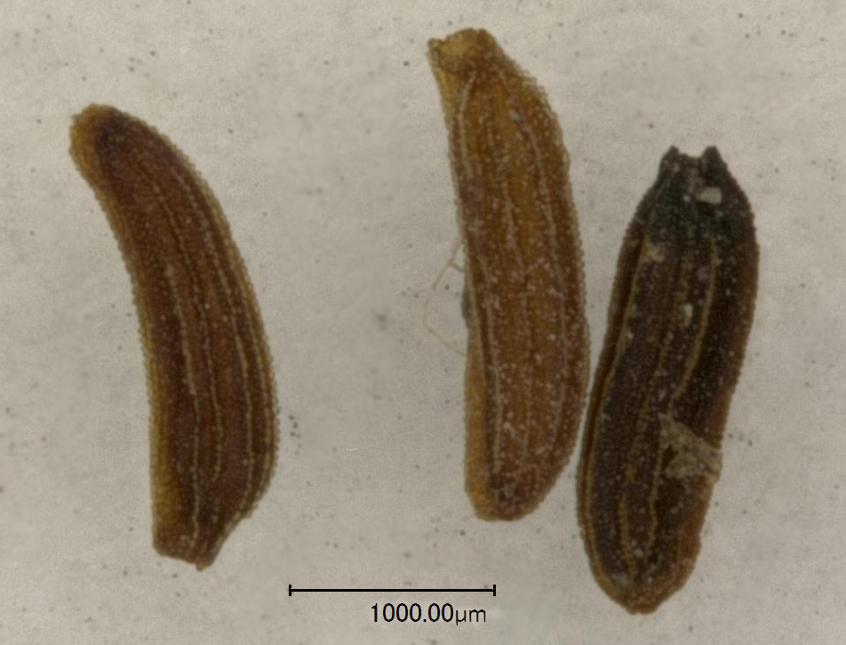 Image of Butomus umbellatus specimen.