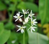 Allium ursinum. Соцветие. Краснодарский край, Апшеронский р-н, пос. Мезмай. 27.04.2014.