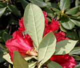 Rhododendron forrestii. Верхушка побега с соцветием ('Baden Baden' ; у листьев видна их нижняя сторона). Германия, г. Дюссельдорф, Ботанический сад университета. 04.05.2014.
