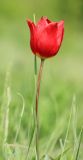 Tulipa suaveolens