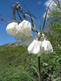 Fritillaria verticillata. Верхняя часть цветущего растения. Восточный Казахстан, Южный Алтай, хр. Азутау, пер. Мраморный. 10 мая 2012 г.