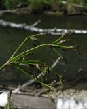 Scirpus radicans