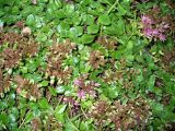 Sedum spurium