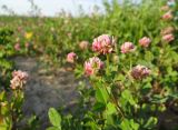 Trifolium hybridum