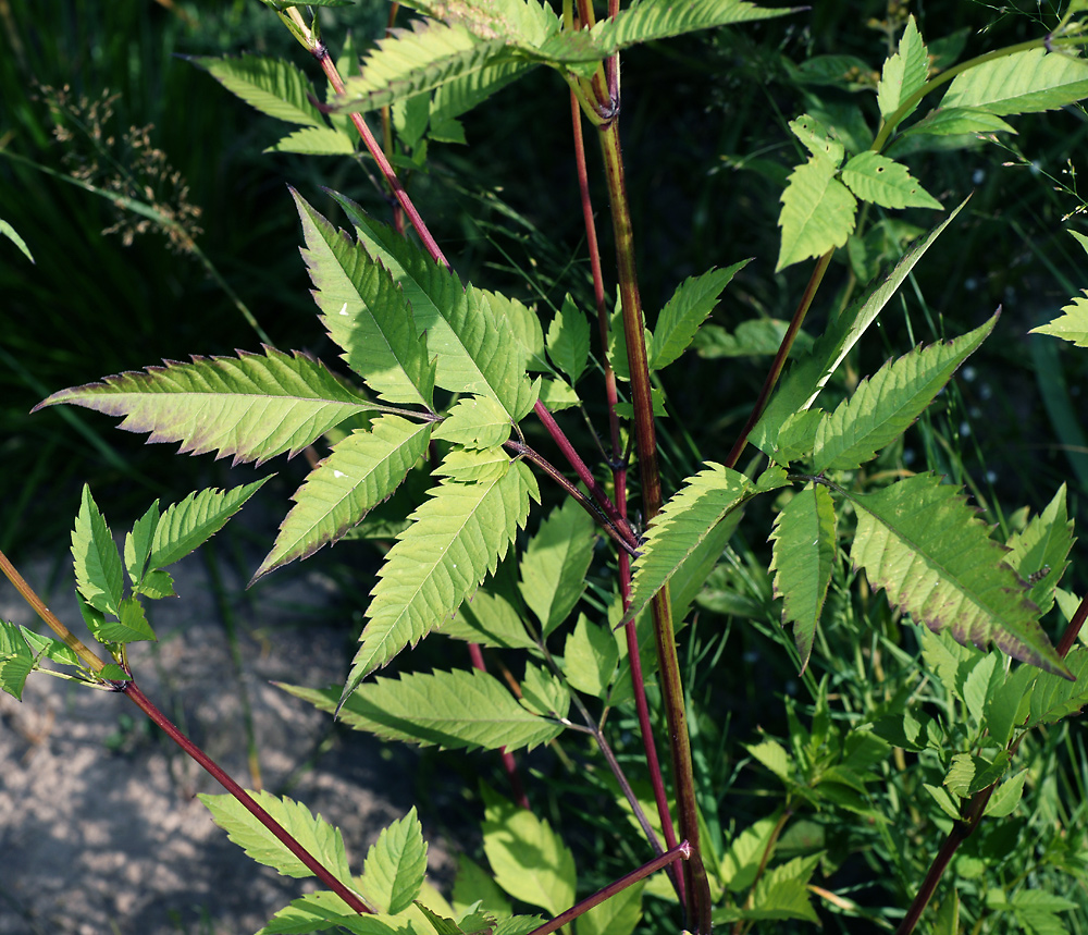 Image of Bidens frondosa specimen.