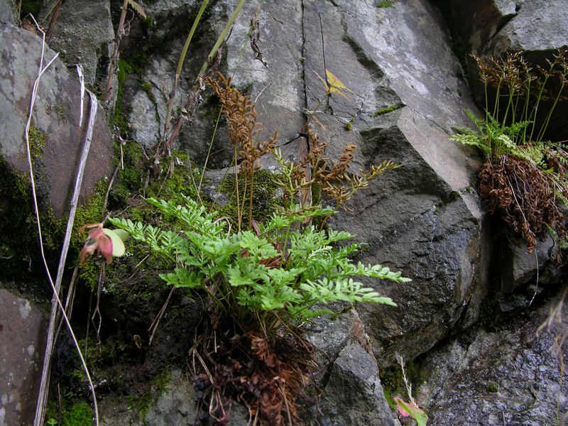 Изображение особи Cryptogramma acrostichoides.