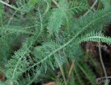 Achillea millefolium